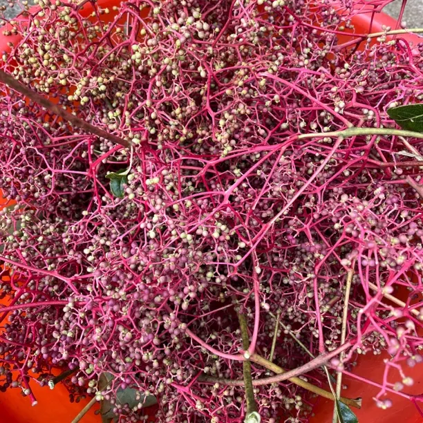 鱼花椒/高树花椒/刺秋/当等贵州黔东南特产3把起