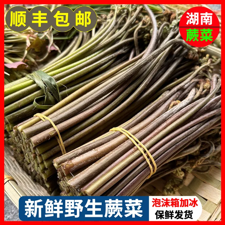 野生蕨菜现摘现发野菜新鲜蔬菜凉拌泡菜甜龙爪菜