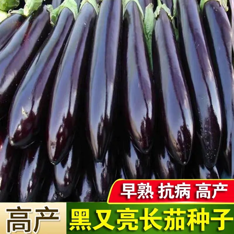 茄子种子黑又亮长茄黑色长大肉厚细腻春季蔬菜种孑田园菜籽种大全