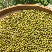 农家自种新鲜绿豆颗粒饱满煲汤煮粥易煮烂消暑必备