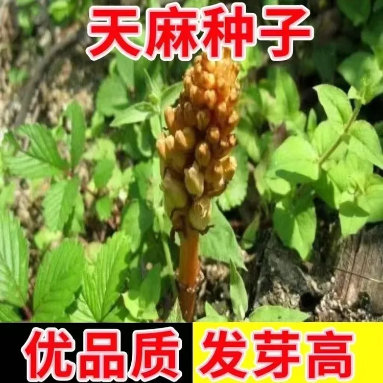 【天麻蔬菜种子种子】春播种植当季高产新种盆栽阳台天麻种植蔬菜种商品图