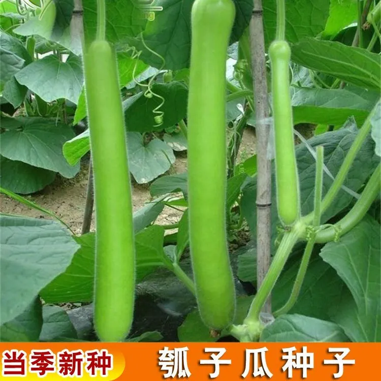 【厚肉瓠子瓜种籽】盆栽四季种植