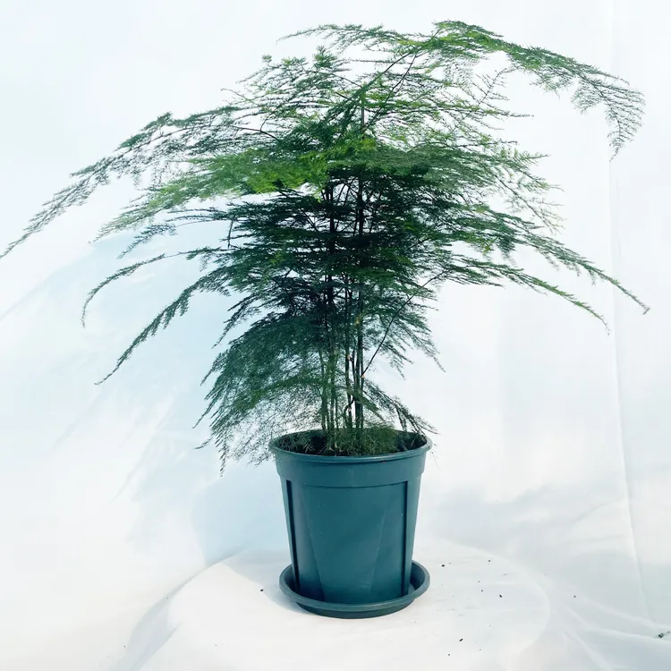 六年大文竹绿植盆栽桌面办公室四季常青老根好养易养护植物盆景