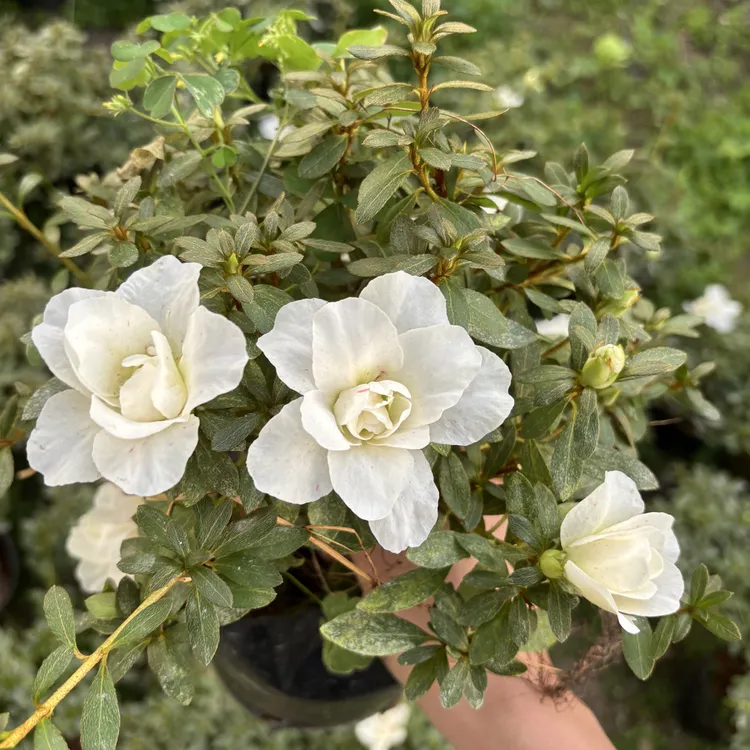 南通五宝绿珠 杜鹃花 重瓣杜鹃