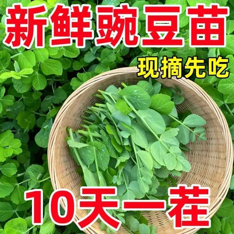 好吃豌豆苗种子农家菜园阳台秋冬季节播种香甜蔬菜豌豆苗种孑种籽
