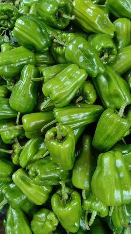 湖南永州农村本地酿辣椒 薄皮辣椒 农家土辣椒 天冷个小 介意勿拍