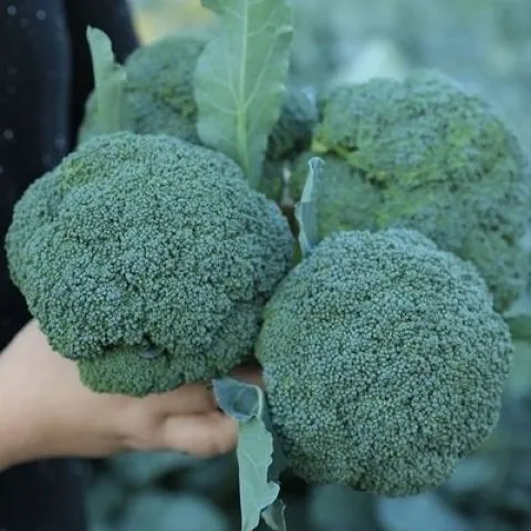 四季种植西兰花种子高产耐寒易种绿花菜种子庭院露天种植蔬菜种子