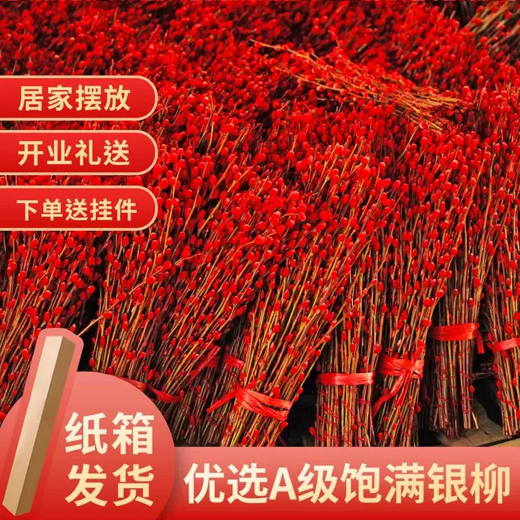 【推荐80厘米】真花银柳年宵花新年红色手工鲜枝干花银柳耐寒花卉