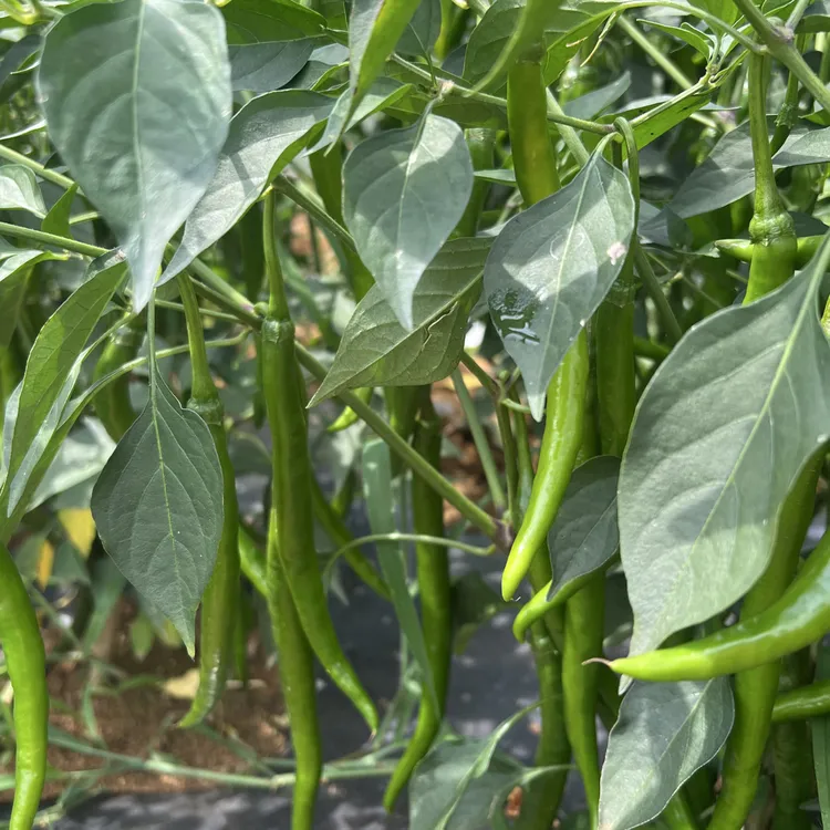 云南现摘新鲜二荆条辣椒农家自种露天种植