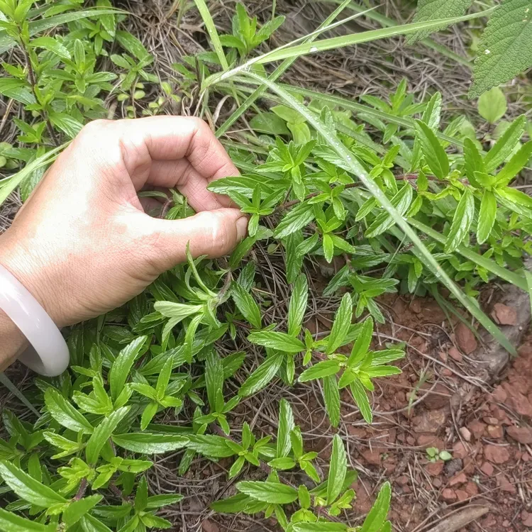 云南天然小紫苏地擅香纯天然现采新鲜小紫苏现采现发
