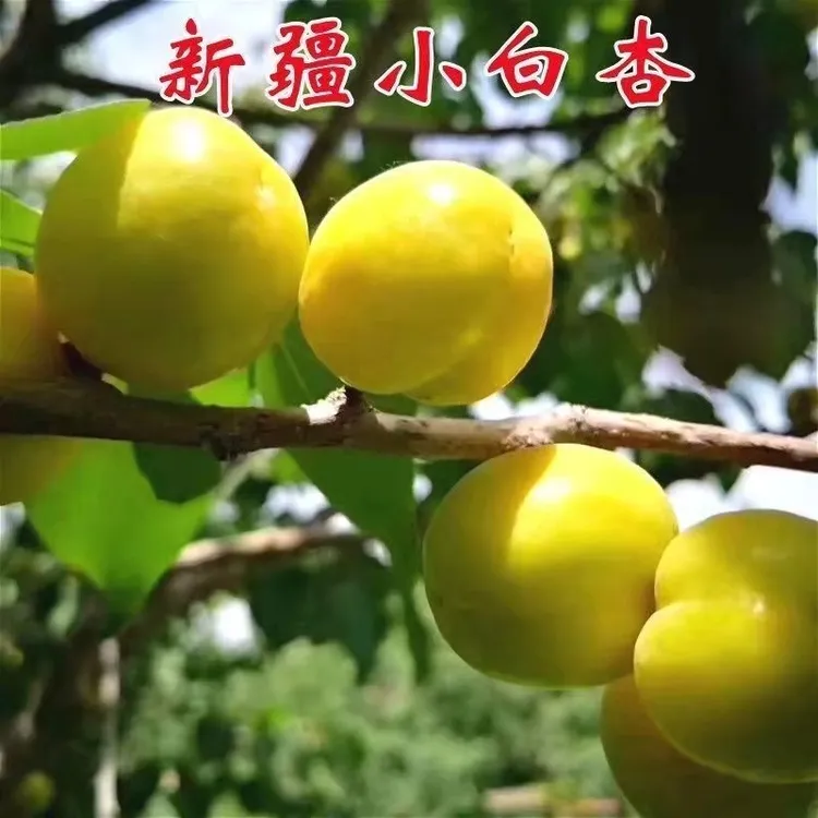 3年苗买一送一】新疆车库小白杏子苗  香白杏子树苗嫁接杏树苗