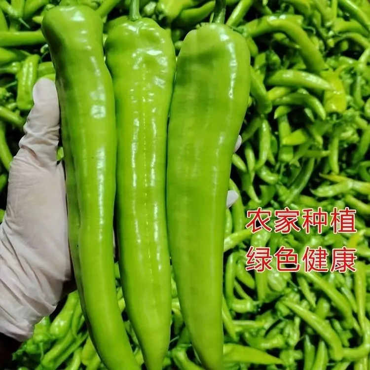 山东应季蔬菜辣椒新鲜现摘现发新鲜到家到手三斤五斤自选
