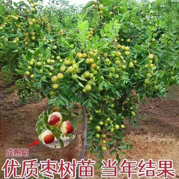 枣树苗冰糖枣大果抗寒耐热盆栽地栽南方北方种植