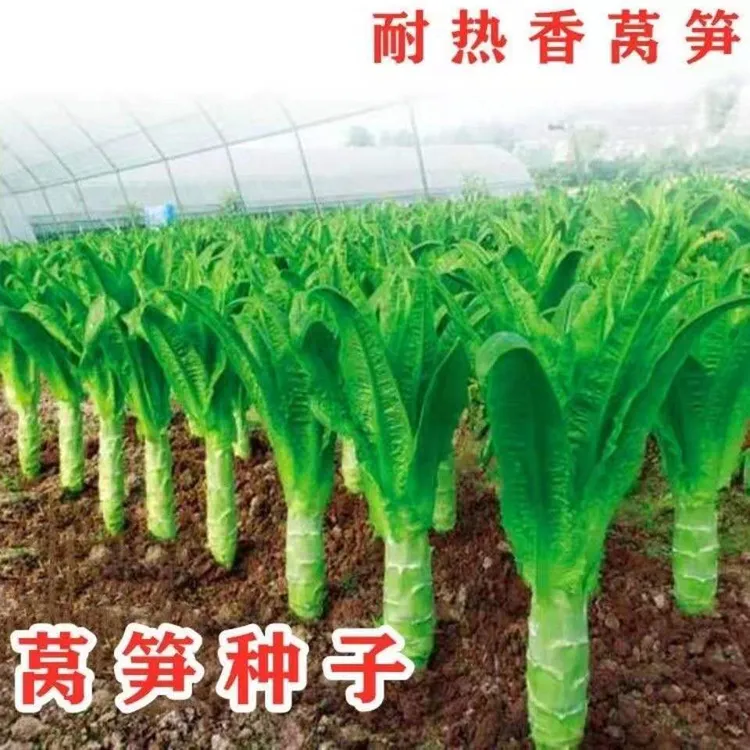 四季莴笋种子耐热青皮绿肉莴笋种子口感嫩脆秋冬尖叶香莴苣种籽孑