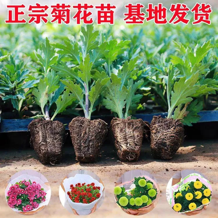 大菊花苗盆栽花卉九月菊乒乓菊花多年生绿植四季开花室内外种植