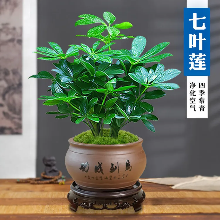 七叶莲八方来财鸭脚木盆栽茶桌盆景易活植物办公室内绿植净化空气