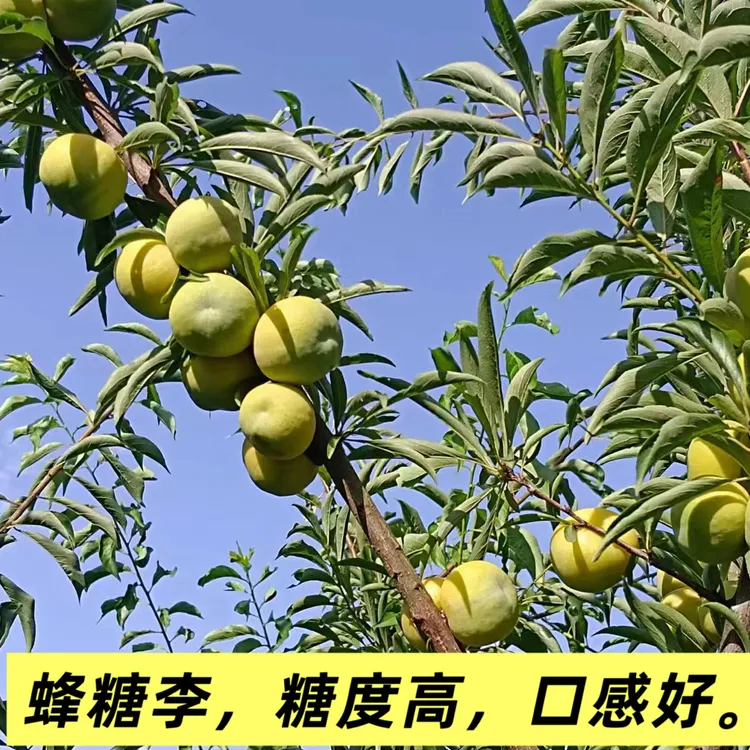 四川蜂糖李子果树嫁接苗根系好易成活优质苗木适合南北方栽植