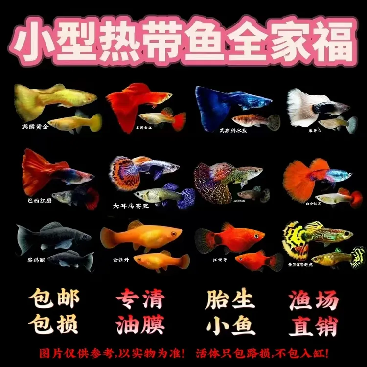 【小全家福】纯种孔雀鱼金牡丹玛丽鱼小型热带鱼观赏鱼好养好繁殖