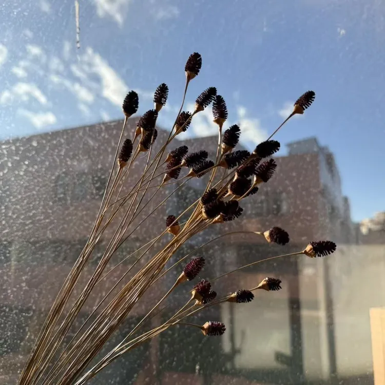 地榆干花爆款搭配永生花高级百搭爆款花束花艺布置INS风格