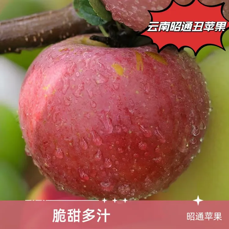 云南昭通甜蜜苹果应季新鲜水果现摘现发个小丑苹果