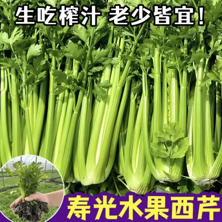 【寿光正版芹菜苗】浓香四季芹菜苗西芹苗小院阳台家庭易种植商品图