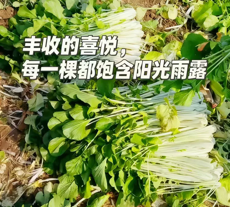 信阳本地新鲜长杆菜箭杆白做腌菜用新鲜发货自己在家做腌制菜盐菜
