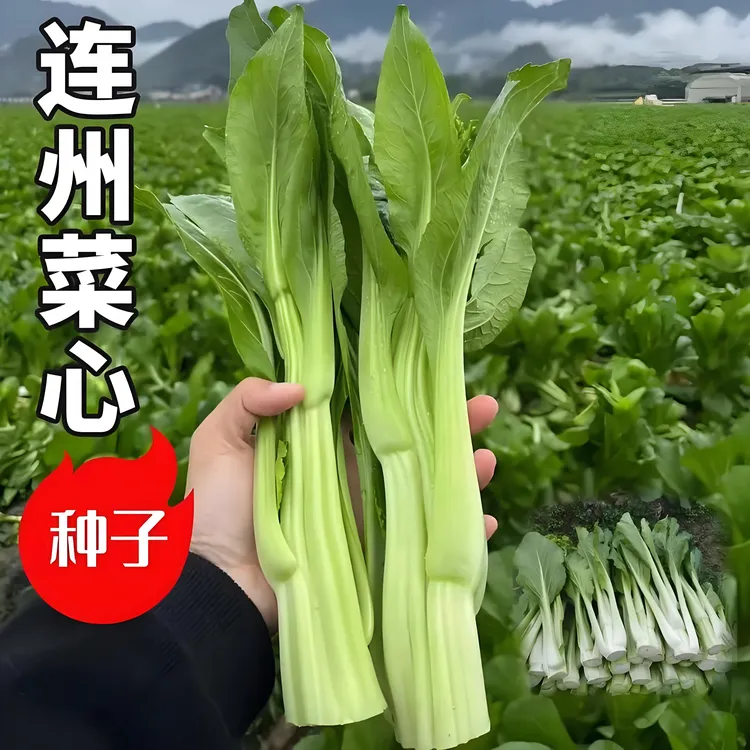 【连州菜心种子】四季播种蔬菜种子阳台盆栽地栽小院