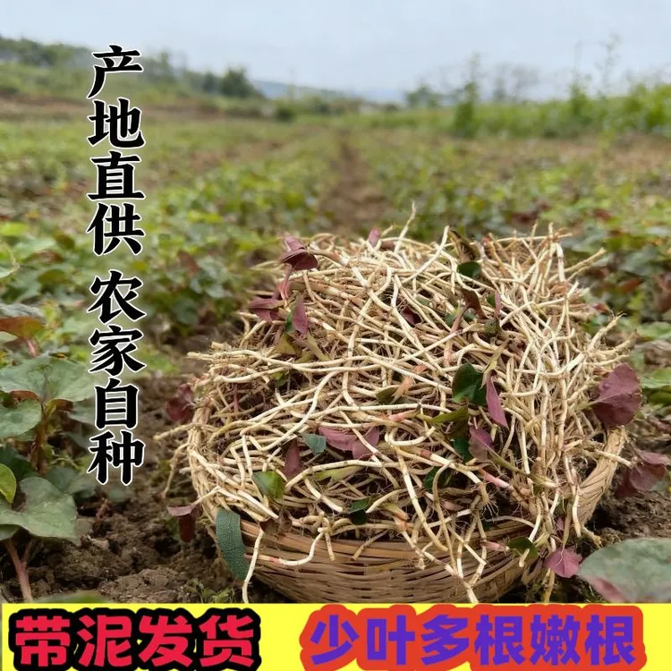 黔三妹助农贵州兴义折耳根现挖新鲜带泥带叶折耳根贵州兴义特产蔬菜可凉拌