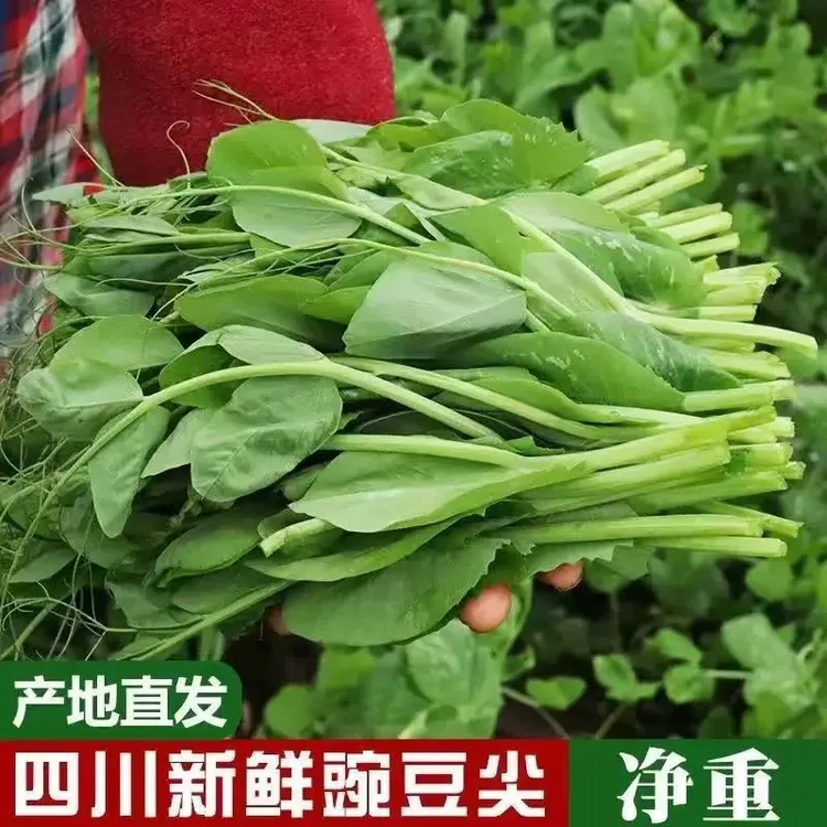 四川新鲜豌豆尖豌豆苗龙须菜现摘现发鲜嫩农家自种