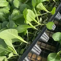 一级牛心甘蓝秧苗秧苗黄心甘蓝秧尖头包菜蔬菜苗牛心菜苗正宗