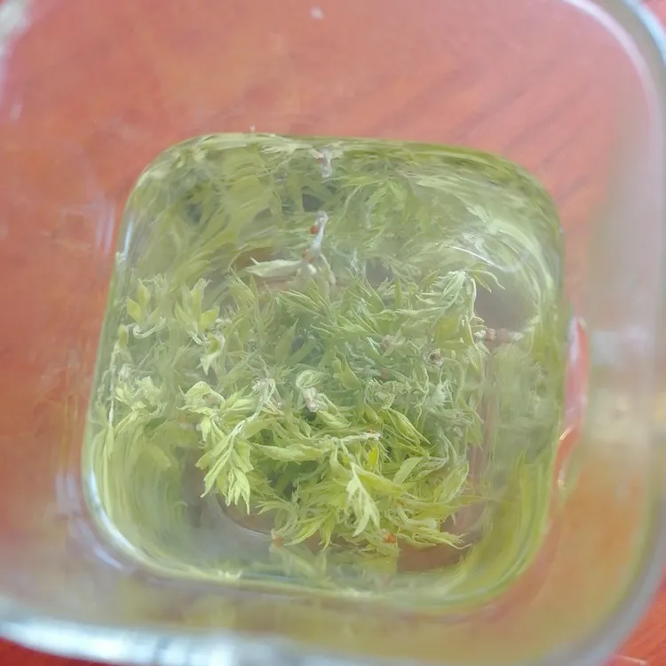 世界硒都湖北恩施高山芽尖藤茶土家正宗藤茶养生好茶