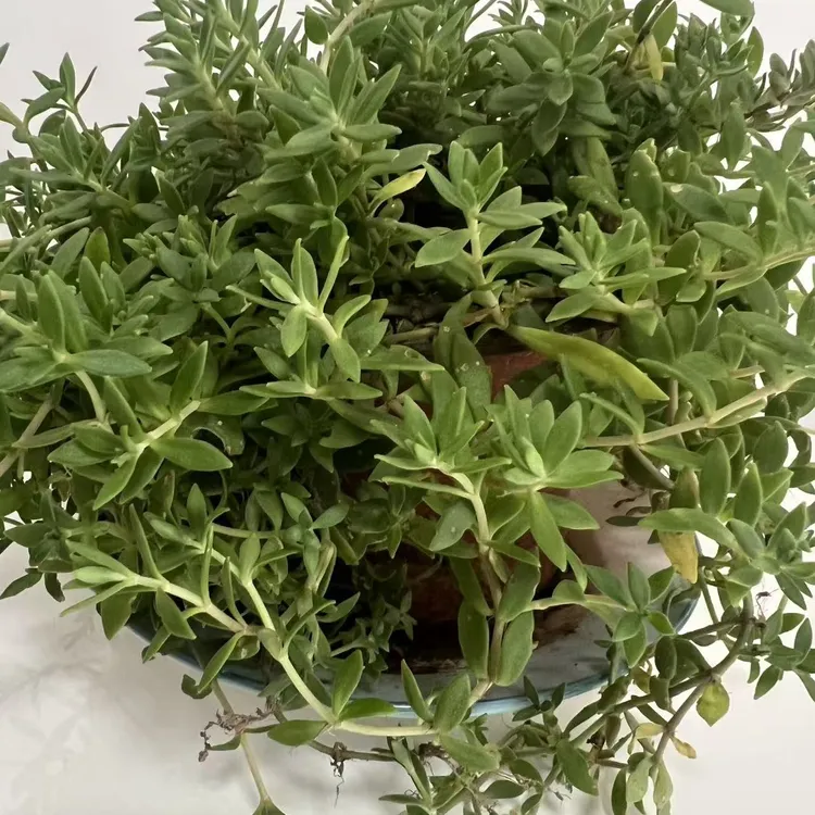 苦味垂盆草，四盆，去盆发货