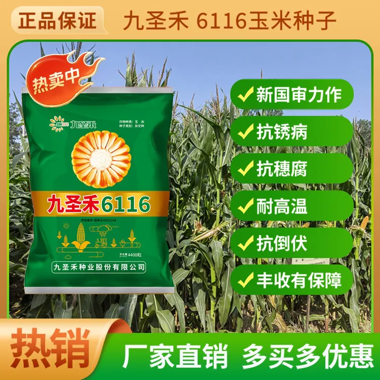 九圣禾6116玉米种子抗锈高产耐高温抗倒伏抗病抗涝