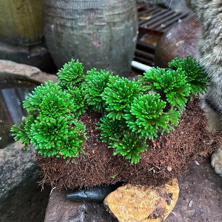 卷柏九死还魂草创意桌面花卉绿植盆景盆栽假山吸水池造景