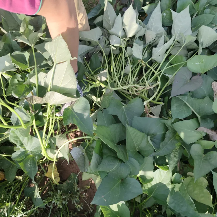 河南红薯苗大田剪苗西瓜红蜜薯农家种植可大面积种植