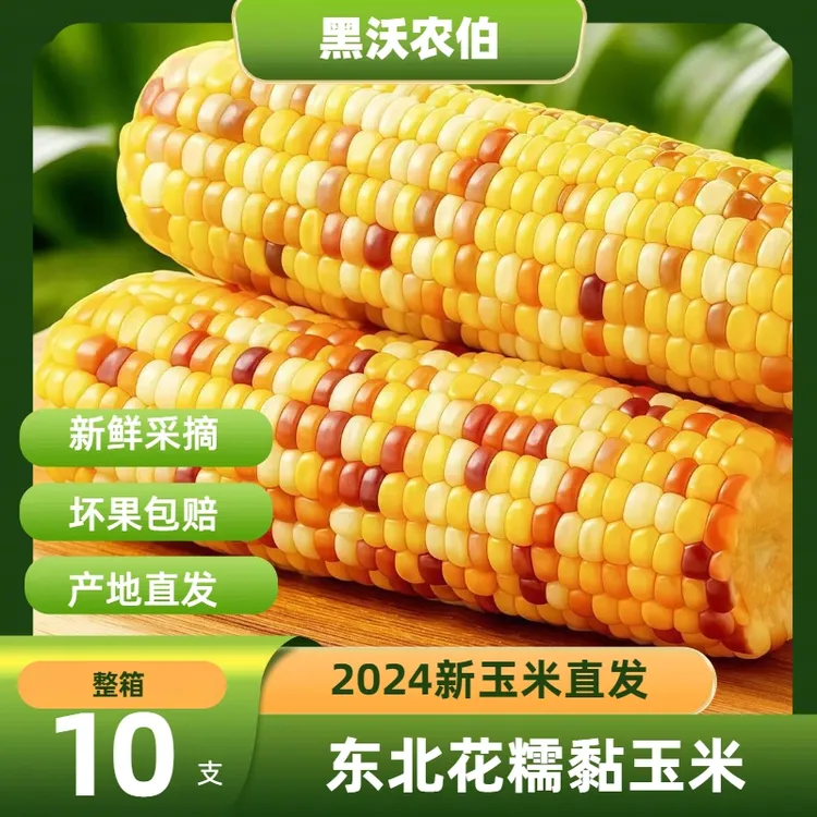 东北头茬花糯玉米240*10软糯粘香新鲜试吃2支