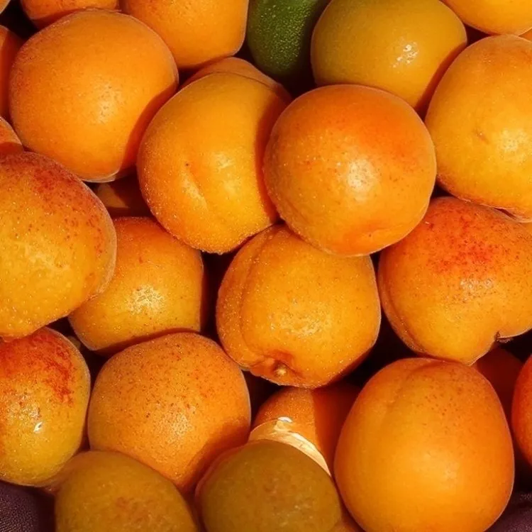 2025现摘大黄杏新鲜当季孕妇酸水果整箱久放香甜