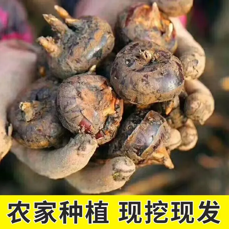 湖北特产新鲜马蹄带泥大个马蹄现挖荸荠脆甜当季水果蔬菜马蹄包邮