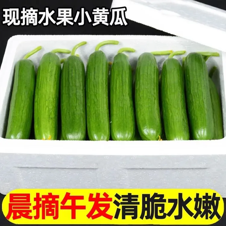 山东寿光水果小黄瓜新鲜采摘应季小黄瓜净重4.5斤带箱5斤