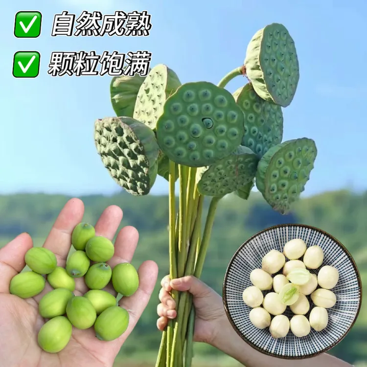 【5朵大嫩莲蓬】现摘现发带  短杆 头茬 水果莲蓬冷链带竿装嫩清甜 