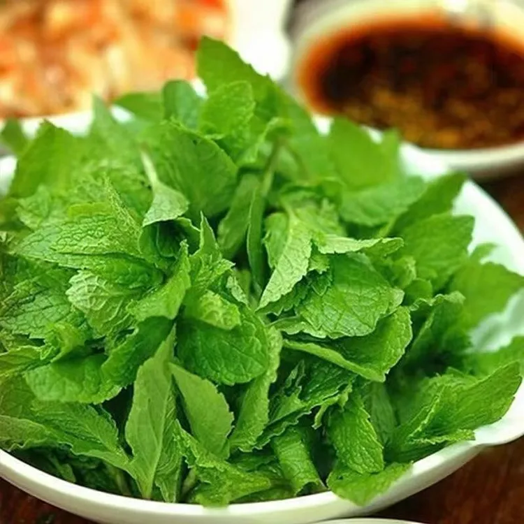 新鲜薄荷叶可火锅食用泡水调酒装饰留兰香薄荷提神