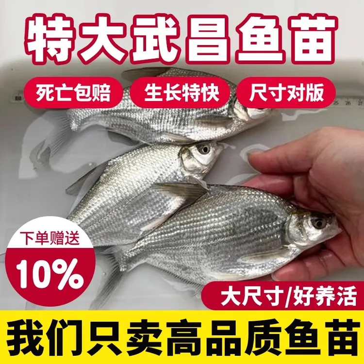 鳊鱼苗武昌鱼苗淡水养殖食用特大四川重庆扁鱼苗淡水鱼苗柳叶边鱼