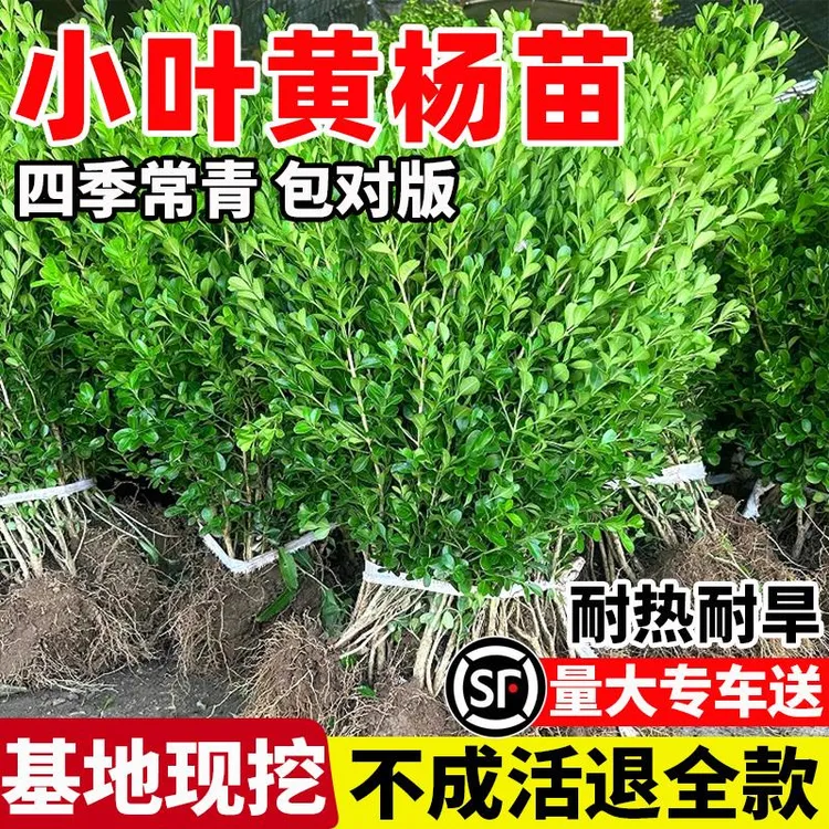 小叶黄杨树苗瓜子金边黄杨球苗庭院篱笆庭院绿篱道路冬青绿化树苗