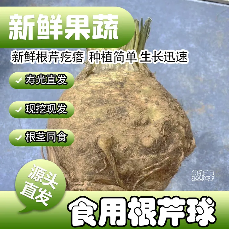 地中海根芹球根皇后高产春秋洋芹西芹芹菜四季阳台盆栽老桩新鲜