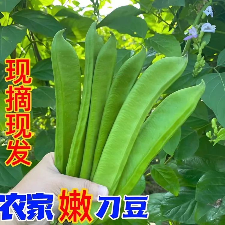 刀角新鲜现摘刀豆刀把豆江西农家自种时令蔬菜剁椒原料大刀豆腌制