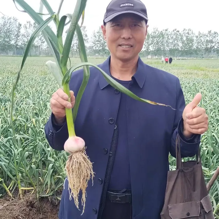 强生根，很壮苗，提苗增收创高产！