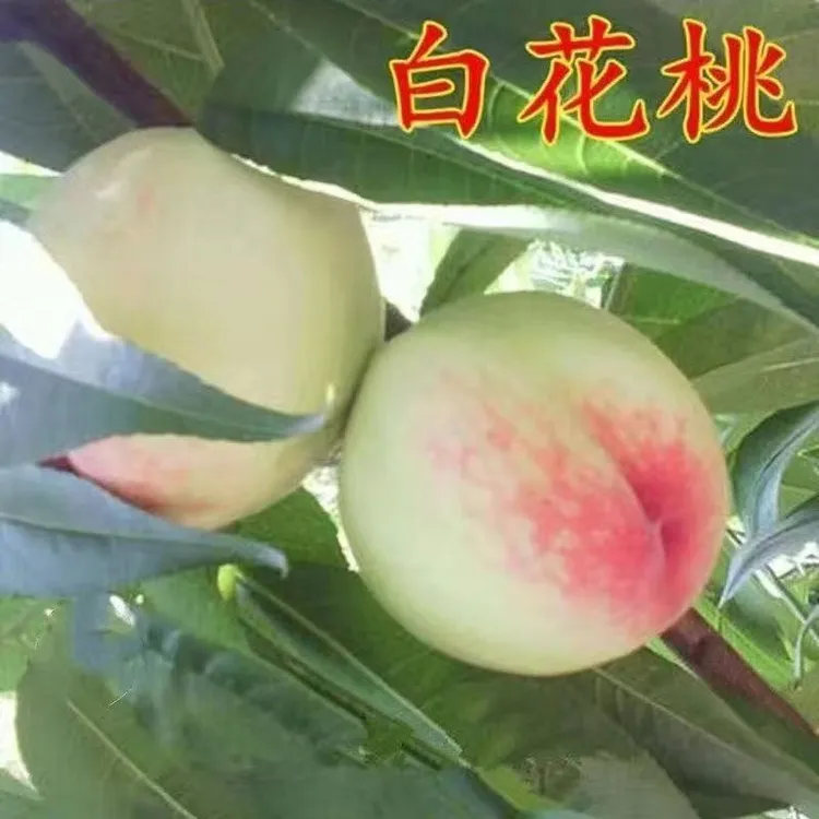 特早熟白花桃树苗嫁接正宗水蜜桃苗南北方盆栽地栽种植