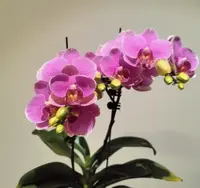 【李先生】单剑！！紫蝶~蝴蝶兰根系苗情好室内养殖