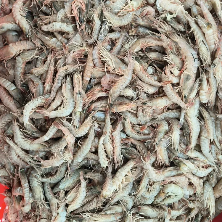 大连当地小船新上来的小红虾，嘎嘎新鲜，味道鲜美，大连发货