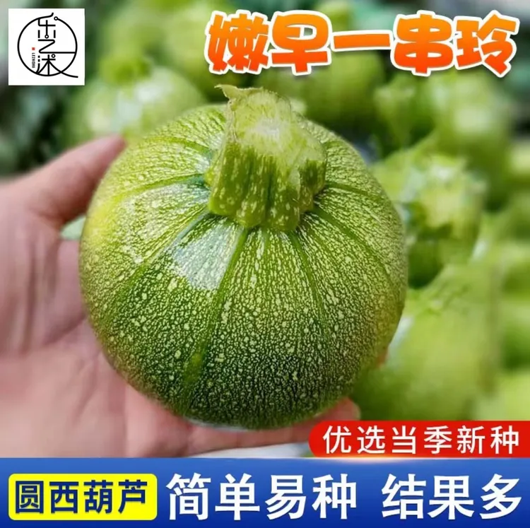 嫩早一串铃南瓜种子家庭阳台小院四季种植盆栽地栽